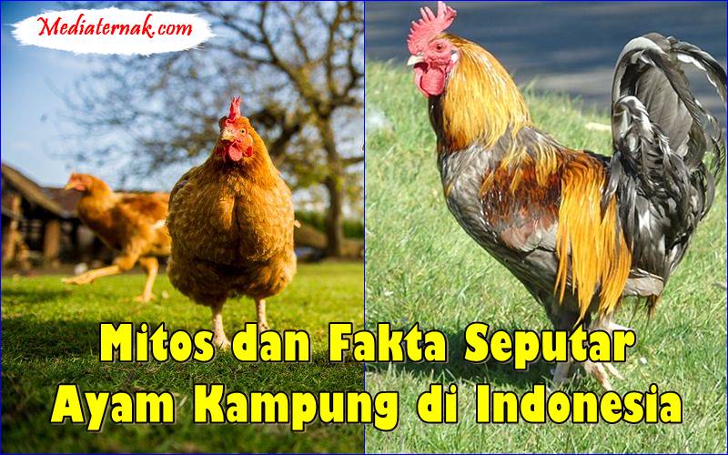 Misteri Ayam Kampung: Rahasia di Balik Kesehatan & Kecantikan Cilacap